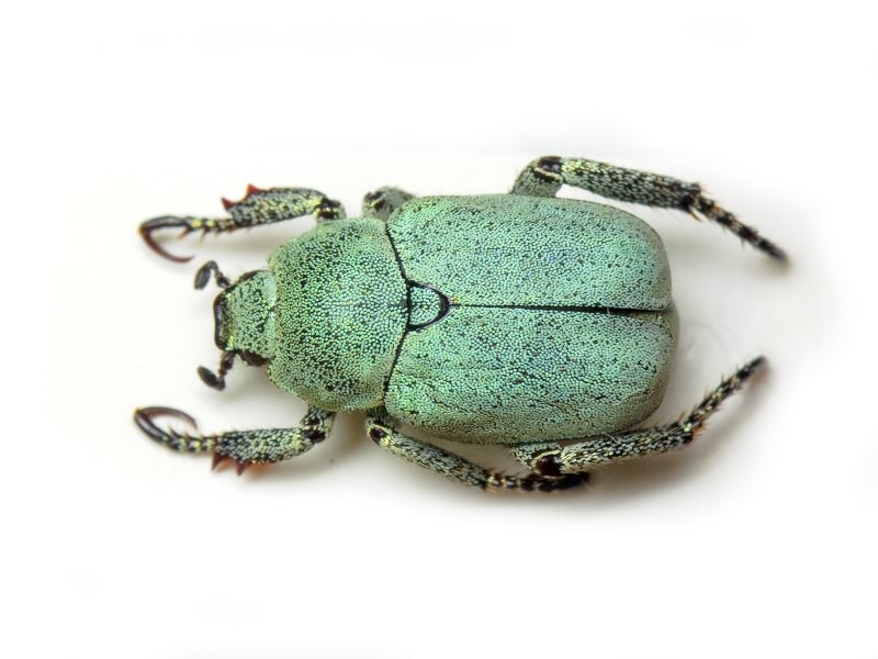 Hoplia parvula Krynicki, 1832